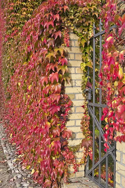 550003 - Japanese creeper (Parthenocissus tricuspidata)