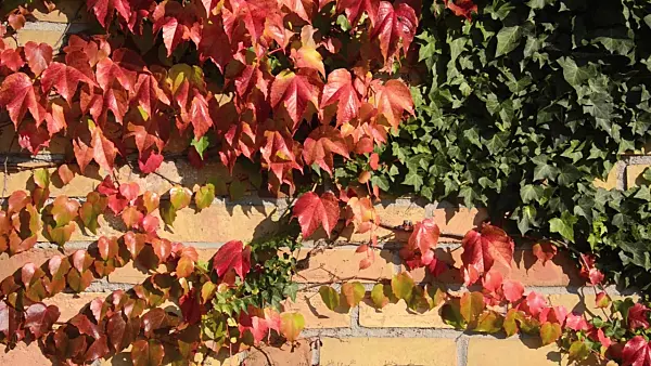 501162 - Japanese creeper (Parthenocissus tricuspidata) and common ivy (Hedera helix)