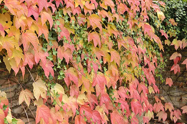 525190 - Japanese creeper (Parthenocissus tricuspidata) and common ivy (Hedera helix)