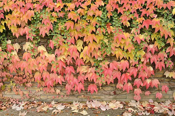 525191 - Japanese creeper (Parthenocissus tricuspidata) and common ivy (Hedera helix)