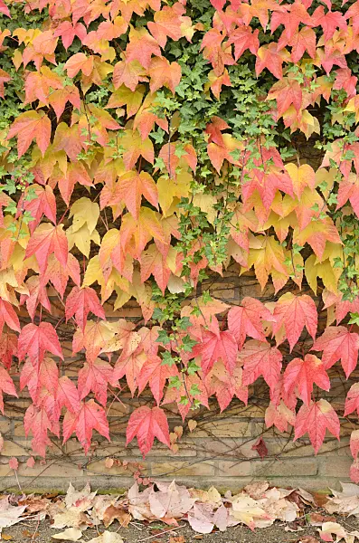 525192 - Japanese creeper (Parthenocissus tricuspidata) and common ivy (Hedera helix)
