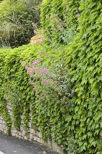533144 - Japanese creeper (Parthenocissus tricuspidata) and red valerian (Centranthus ruber) in a stone wall
