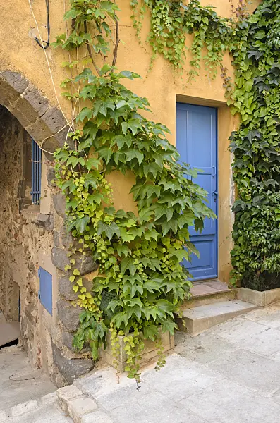569053 - Japanese creeper (Parthenocissus tricuspidata) at an old town house, Grimaud, France