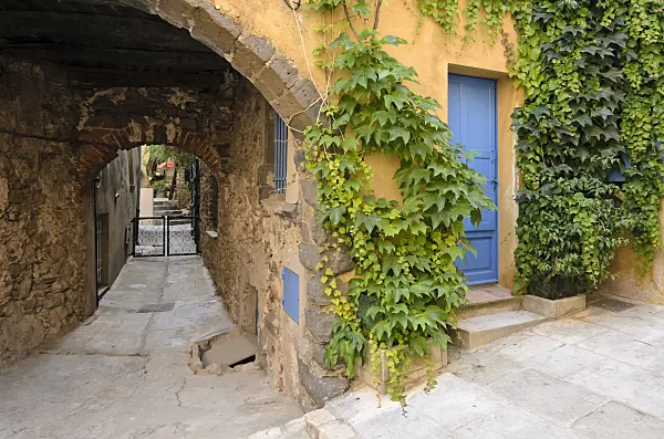 569054 - Japanese creeper (Parthenocissus tricuspidata) at an old town house, Grimaud, France