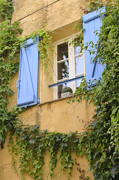 569055 - Japanese creeper (Parthenocissus tricuspidata) at an old town house, Grimaud, France