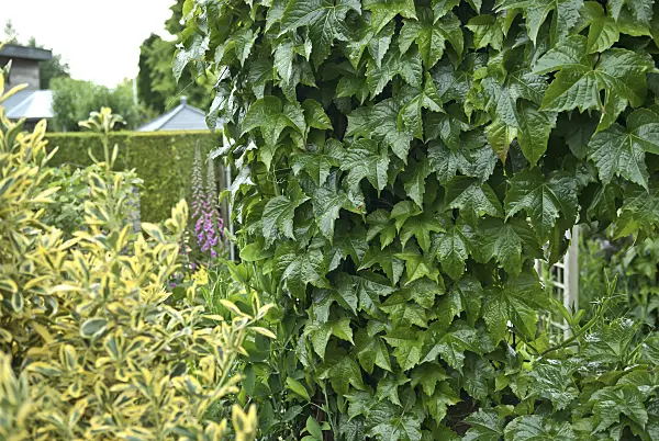517135 - Japanese creeper (Parthenocissus tricuspidata 'Green Spring')