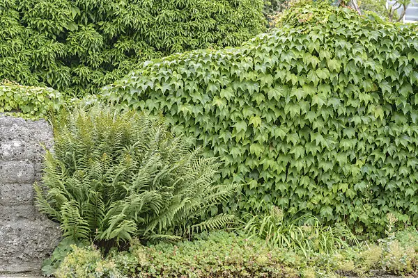 575173 - Japanese creeper (Parthenocissus tricuspidata 'Green Spring')
