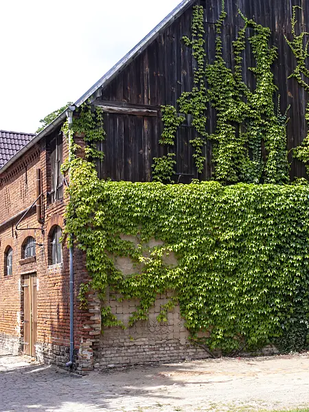 474514 - Japanese creeper (Parthenocissus tricuspidata) on a barn
