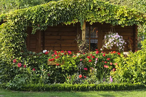 476101 - Japanese creeper (Parthenocissus tricuspidata) on a garden house