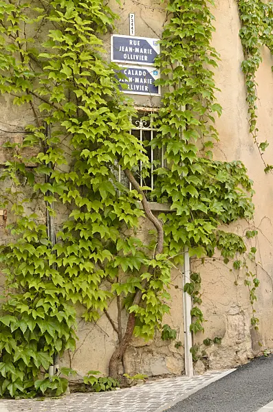 533143 - Japanese creeper (Parthenocissus tricuspidata) on a house wall