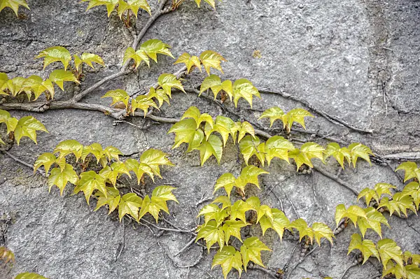 558175 - Japanese creeper (Parthenocissus tricuspidata 'Veitchii')