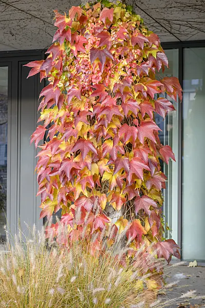 593151 - Japanese creeper (Parthenocissus tricuspidata 'Veitchii')