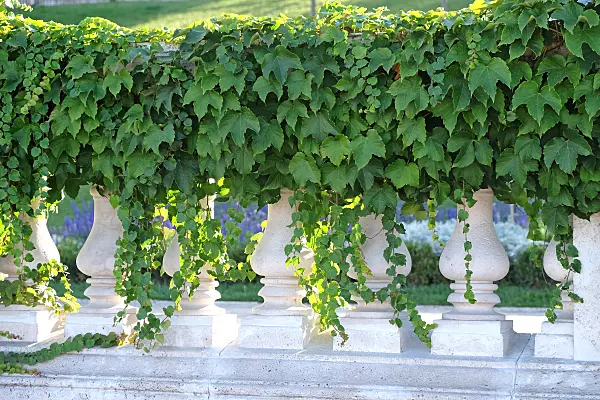 616273 - Japanese creeper (Parthenocissus tricuspidata 'Veitchii')
