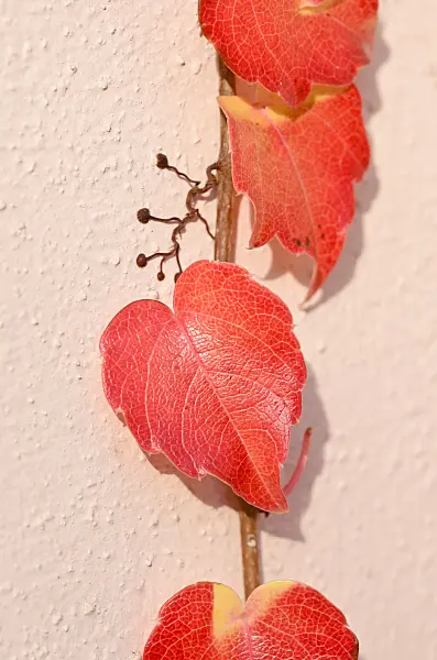525328 - Japanese creeper (Parthenocissus tricuspidata) with anchoring roots