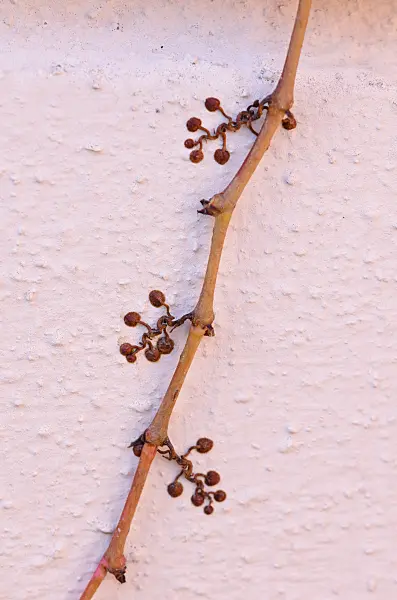 525329 - Japanese creeper (Parthenocissus tricuspidata) with anchoring roots
