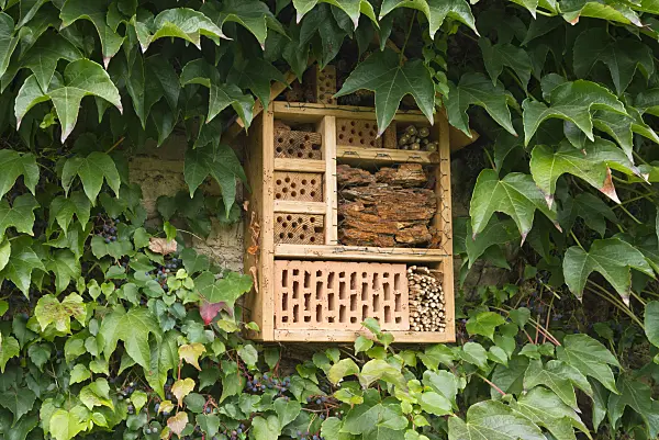 536214 - Japanese creeper (Parthenocissus tricuspidata) with insect house