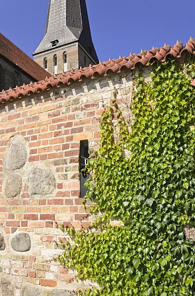 534312 - Japanese creeper (Parthenocissus tricuspidata) with town wall and Nikolaikirche, Rostock, Germany