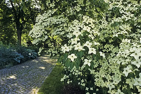 391001 - Japanese dogwood (Cornus kousa)