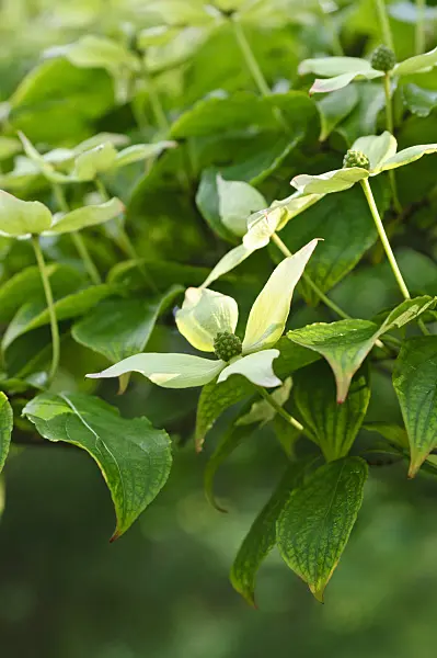 472245 - Japanese dogwood (Cornus kousa)