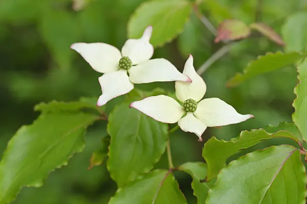 472285 - Japanese dogwood (Cornus kousa)
