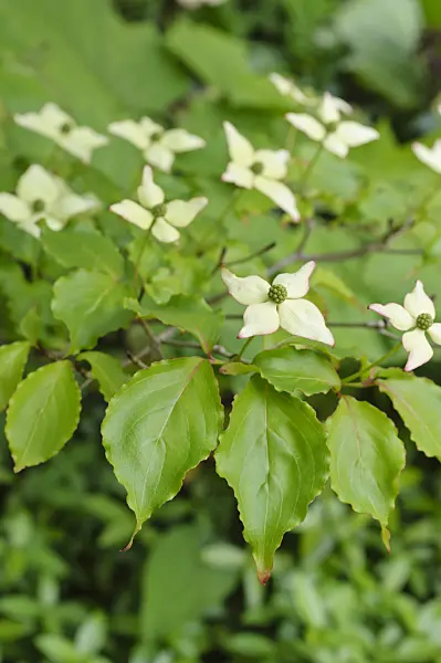 472286 - Japanese dogwood (Cornus kousa)