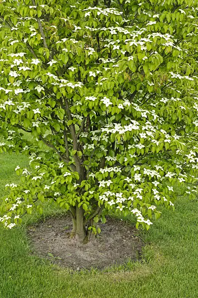 472310 - Japanese dogwood (Cornus kousa)