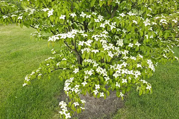 472311 - Japanese dogwood (Cornus kousa)