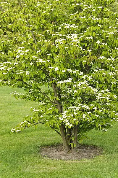 472312 - Japanese dogwood (Cornus kousa)