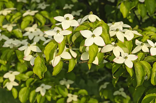 472313 - Japanese dogwood (Cornus kousa)