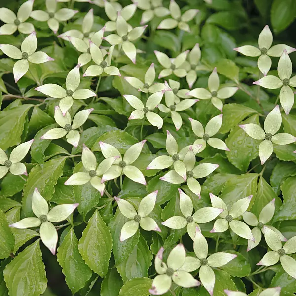 490051 - Japanese dogwood (Cornus kousa)