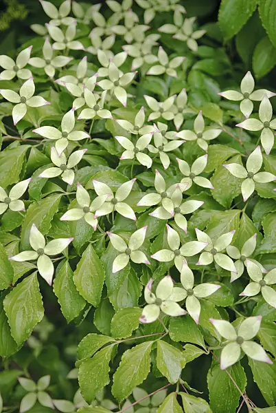 490052 - Japanese dogwood (Cornus kousa)