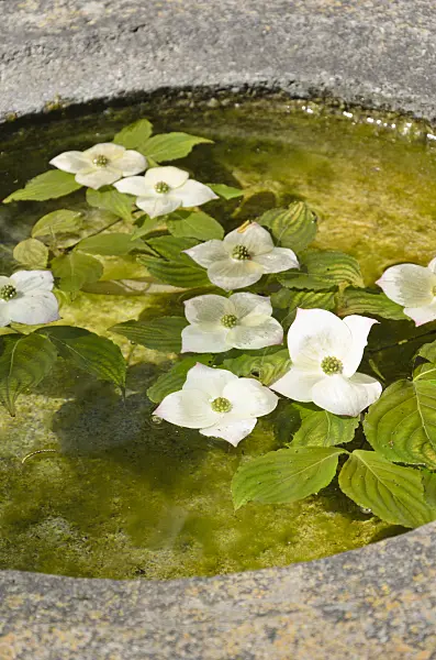 508417 - Japanese dogwood (Cornus kousa)