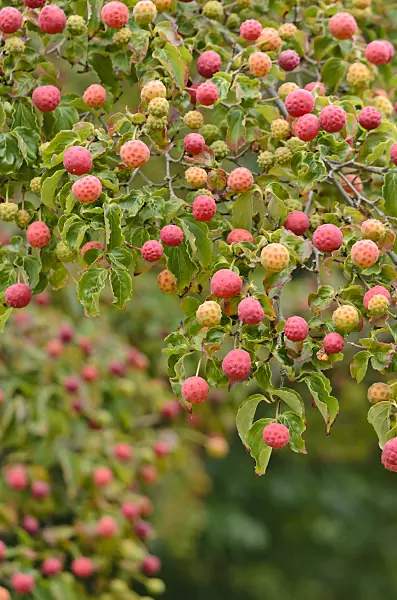 524172 - Japanese dogwood (Cornus kousa)