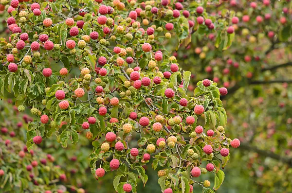 524173 - Japanese dogwood (Cornus kousa)