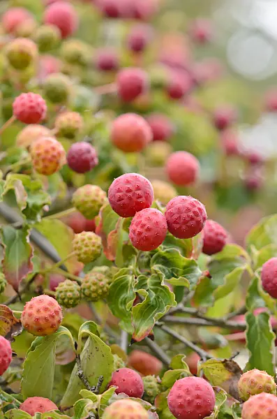 524174 - Japanese dogwood (Cornus kousa)