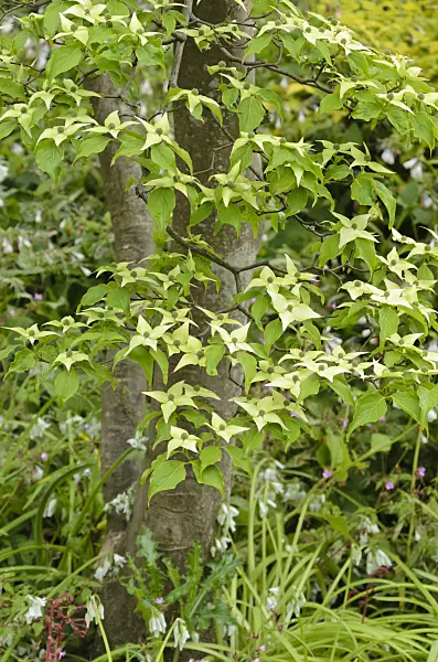533478 - Japanese dogwood (Cornus kousa)