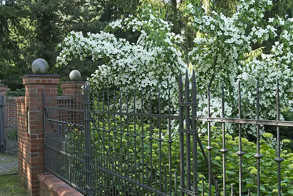 534237 - Japanese dogwood (Cornus kousa)