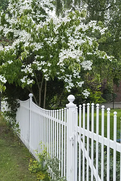 545150 - Japanese dogwood (Cornus kousa)