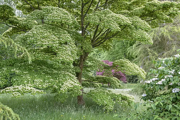 558084 - Japanese dogwood (Cornus kousa)