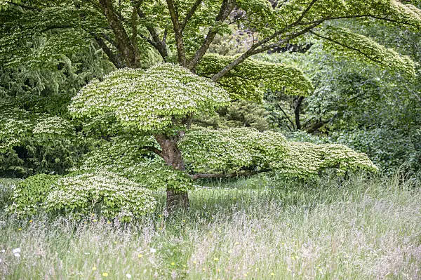 593062 - Japanese dogwood (Cornus kousa)