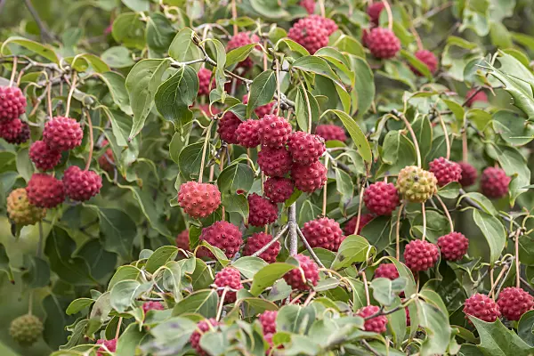 616194 - Japanese dogwood (Cornus kousa)