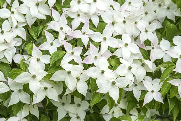 625170 - Japanese dogwood (Cornus kousa)