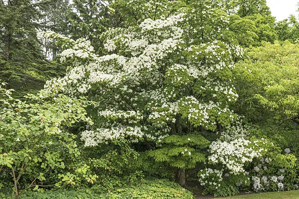 625171 - Japanese dogwood (Cornus kousa)