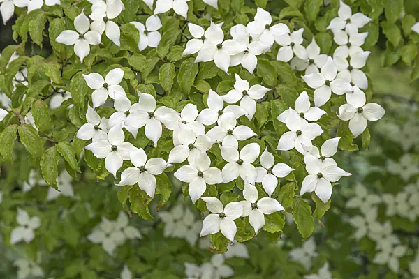 625172 - Japanese dogwood (Cornus kousa)