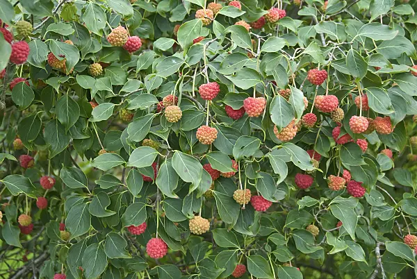 502163 - Japanese dogwood (Cornus kousa 'China Girl')