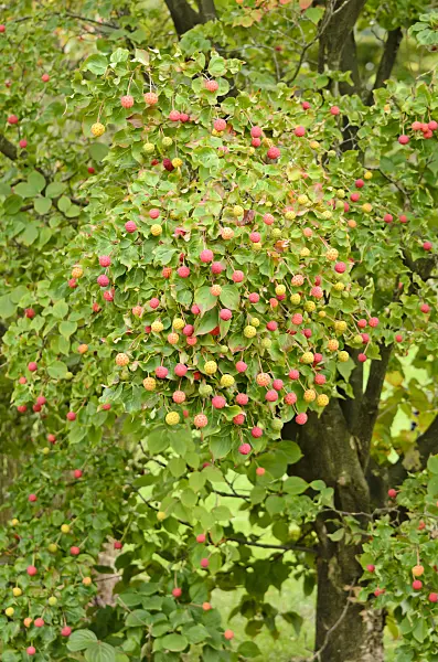 525059 - Japanese dogwood (Cornus kousa 'China Girl')