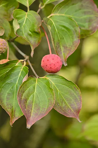 525060 - Japanese dogwood (Cornus kousa 'China Girl')