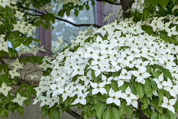 607031 - Japanese dogwood (Cornus kousa 'China Girl')