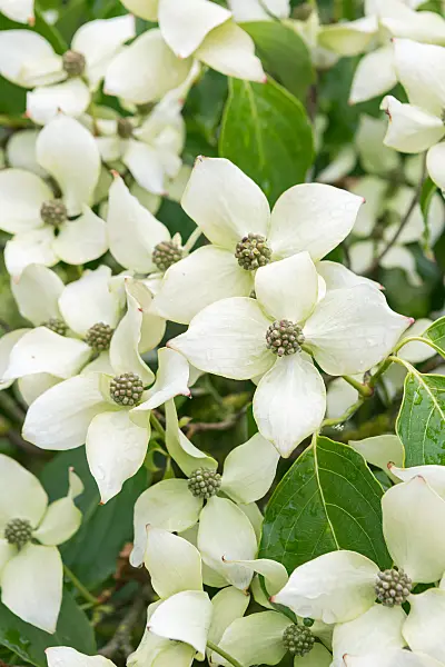 664095 - Japanese dogwood (Cornus kousa 'China Girl')