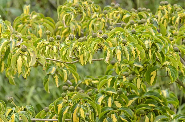 571041 - Japanese dogwood (Cornus kousa 'Gold Star')